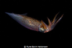 Squid by Rune Edvin Haldorsen 